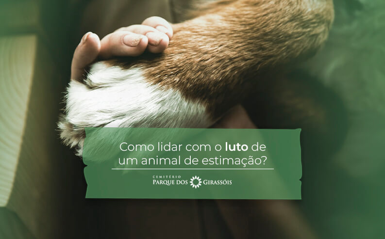 Animais fofos de estimação – Meu Blog & meu Mundo!